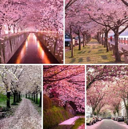 Напълнете очите си с красотата на пролетта. Уникални снимки направени по света!
