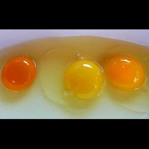 Как да разберете дали са прясни яйцата? Кой от тези 3 жълтъка ви изглежда нормален?