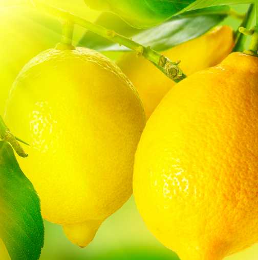 Ефикасна диета с лимон и мед против целулит