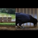 Тази врана успя да реши пъзала, а вие можете ли?