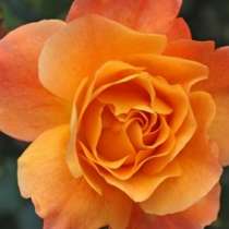 Как да отглеждаме декоративни рози в саксия