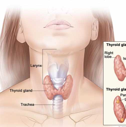 Проверете как работи щитовидната ви жлеза с помощта на термометър