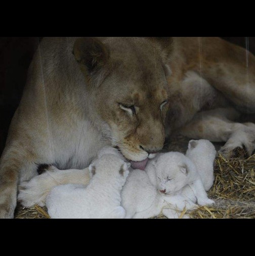 Във Франция на бял свят се родиха пет бели лъвчета (видео + снимка) - Легендата разказва, че белите лъвове носят щастие.