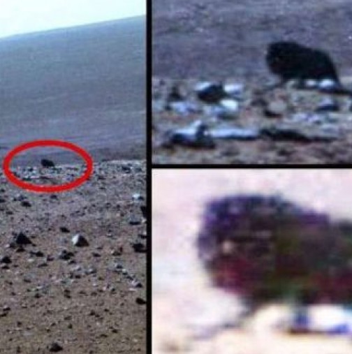 Вижте какво животно откриха на Марс!