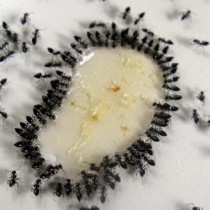 Как да изритате мравките от дома си по естествен начин?