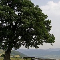 Тайнството на вековният дъб - Свещеното дърво на българите