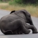 Малко слонче се стовари на пътя, но вижте как реагираха близките му! Изумително видео!