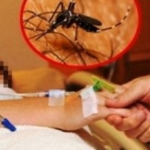 Нилската треска вече е в София - 7 годишно дете заразено!