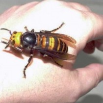 Съвети от един пчелар: Когато ви ухапе оса, пчела или стършел - това ще ви спаси от болка и подуване!