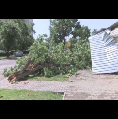 Буря разби София! Паднали дървета и 4 отнесени огради