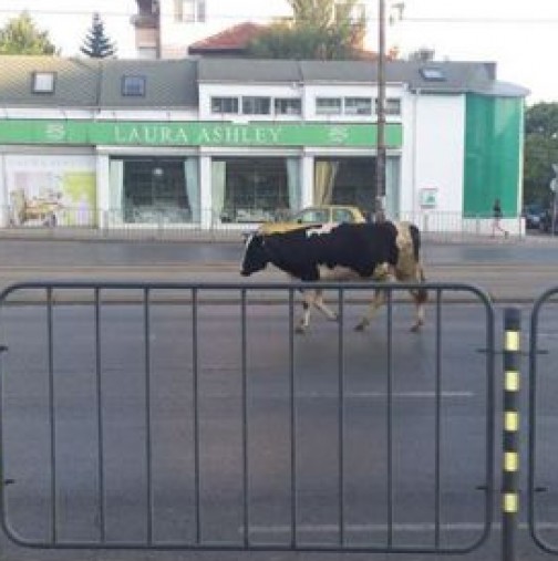 Зрелище в центъра на София! Крава хукна в насрещното на "Ситняково"
