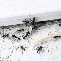 Лесен начин! Защита от мравки у дома с ориз!