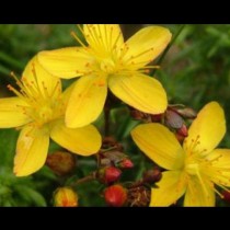 Лековитата сила на растението чудо - жълт кантарион