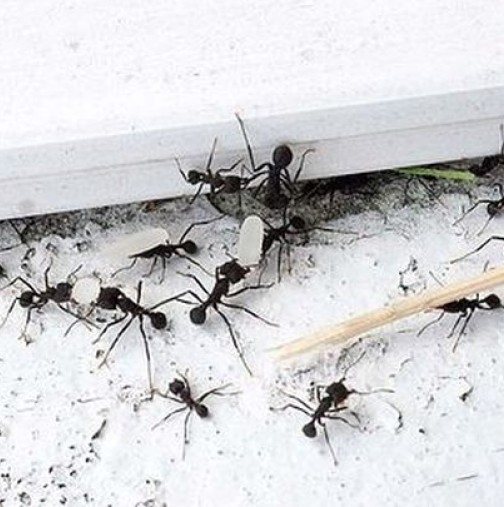 Лесен начин! Защита от мравки у дома с ориз!