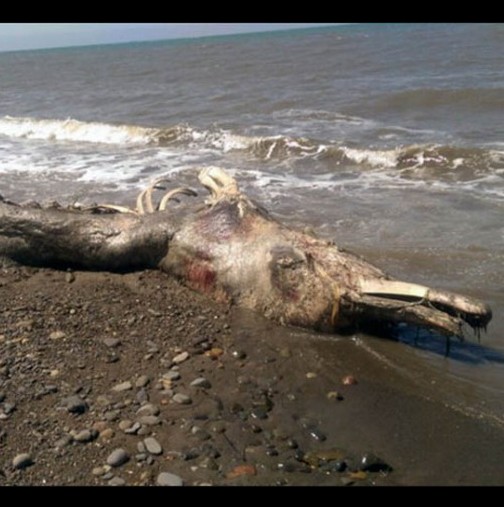 Делфин или мамут? Странно същество с кожа и клюн изхвърлено на брега в ...