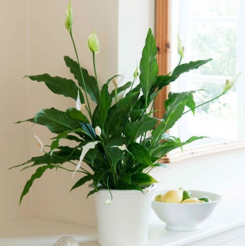 9 домашни растения-Уникални "чистачи" на въздуха и е трудно да ги "уморите"!