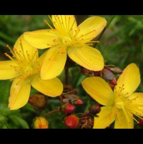 Лековитата сила на растението чудо - жълт кантарион
