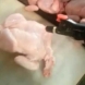 Шокиращо ВИДЕО: Ядем пилета пълни с вода !?
