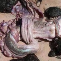 Морето изхвърли истинска русалка - снимки