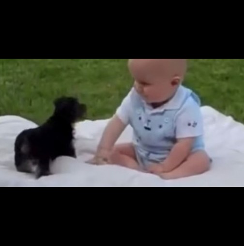 Кучето е като метеорит. Но реакцията не бебето е безценна! Вижте...