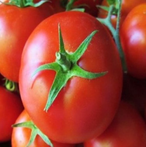 Ето защо не трябва да съхранявате доматите в хладилника си