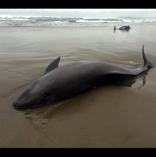 22 мъртви делфина са намерени досега
