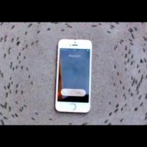 Мистерия: Защо мравките обикалят около този iPhone?