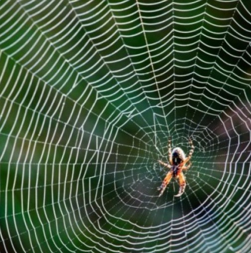 Ако видите паяк- това е добра поличба, очаква ви голяма печалба ако видите паяк да  ...