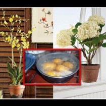 Полейте цветята с вода от варени картофи! Вижте защо!