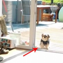 Това кученце стои до вратата, защото мисли, че е затворена-Краят на случката ще ви разсмее!