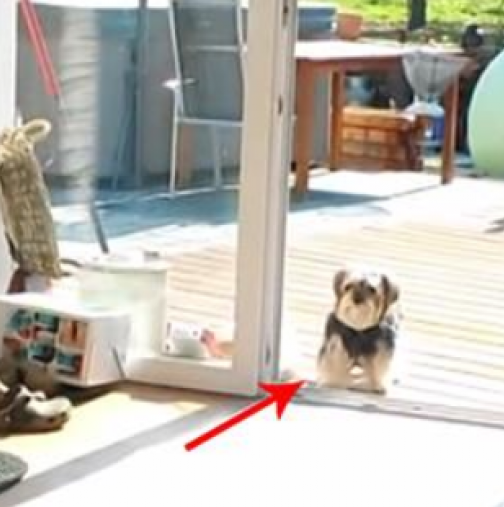 Това кученце стои до вратата, защото мисли, че е затворена-Краят на случката ще ви разсмее!