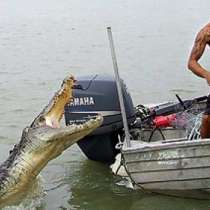 Мъж се спасява от крокодил с юмруци