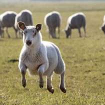 Плацента от овца за подмладяващи процедури