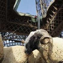 За тревата на Париж ще се грижат овце
