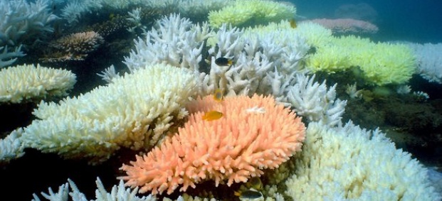 Имплант от корал лекува артрит 