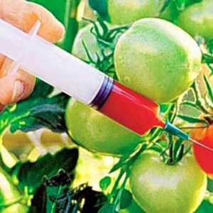 В кои продукти най-често се съдържа ГМО
