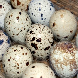 Лечебните ползи на яйцата от пъдпъдъци