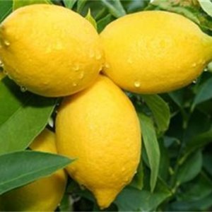 Диета с лимонов сок за 7 дни