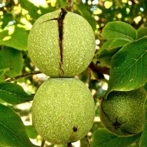 Дърветата в двора ви: Орех и черница в двора носят смърт, защо жените не бива да ядат ябълки, преди Петровден ...