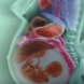 Какво се случва с вътрешните органи в женското тяло по време на бременност?