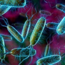 Ужасяваща бактерия може да предизвика поголовна епидемия