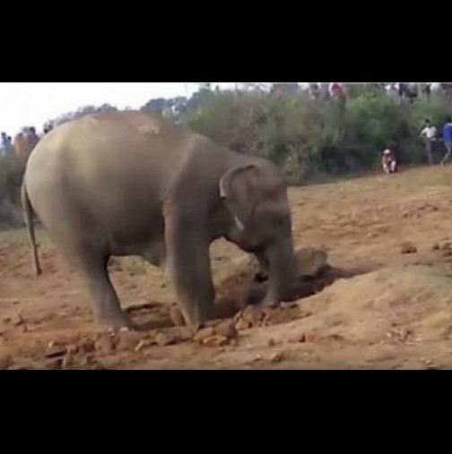 Слоница спасява слончето си
