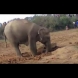 Една майка: Слоница копае 11 часа, за да извади от дупката детето си