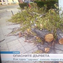 Огромна топола се стовари върху жена