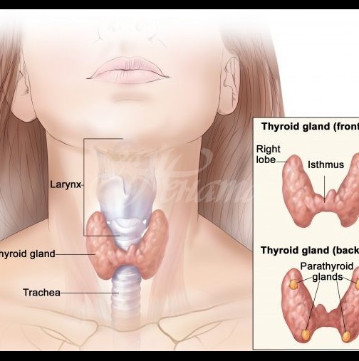 Ето по тези неща можете веднага да хванете дали ви работи правилно щитовидната жлеза 