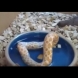 Ще са ужасите, когато разберете какво яде тази змия (Шокиращо видео)