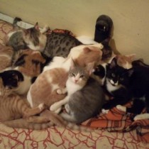 Българин взе да отглежда 50 бездомни котета. Изтегли 30 000 заем, за да се грижи за тях