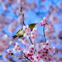 Любовен хороскоп за март- Ето кои зодии ще имат щастие в любовта през най-красивия пролетен месец