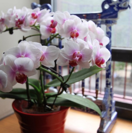 Домашни цветя, които носят късмет, любов и финансово благополучие-Фикусът носи късмет за зачеване,орхидея е източник на ... 