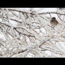 Студ с виелици нахлува в България, ще се стопли чак вижте кога!-Прогнозата по дни